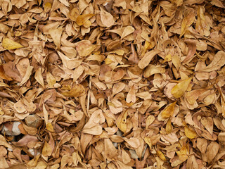 autumn leaves background