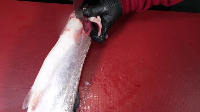 umbra fish chopping