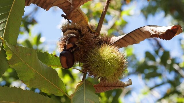 Chestnut Fruits Inside and Outside Hedgehog with Leaves hanging on tree's branch Changing Light in autumn before harvest