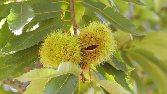 Chestnut Fruits Half-Open in Hedgehog with Leaves hanging on tree's branch changing light Close Up in autumn before harvest
