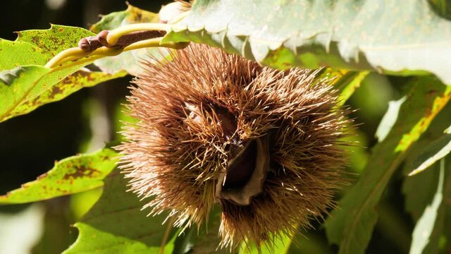 Chestnut Single Fruit in Hedgehog with Leaves hanging on tree's branch Close Up Backlight in autumn before harvest