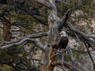 Bald Eagles in Eleven Mile Canyon