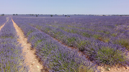 Fototapeta na wymiar Fields of lavender, Spain