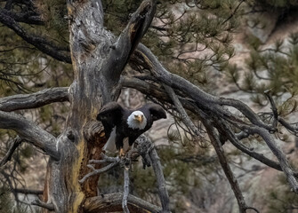 Bald Eagles in Eleven Mile Canyon