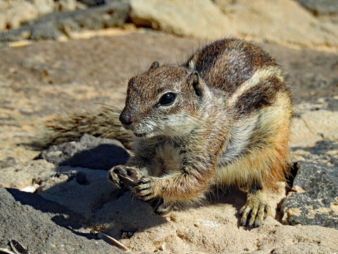 Streifenh&ouml;rnchen