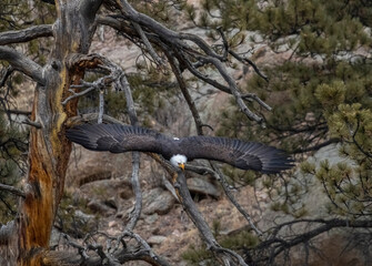 Fototapeta na wymiar Bald Eagles in Eleven Mile Canyon