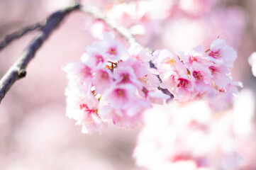 Fototapeta premium 河津桜