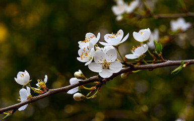 The fruit tree blossom in Ortenau, Baden-Württemberg, Germany.