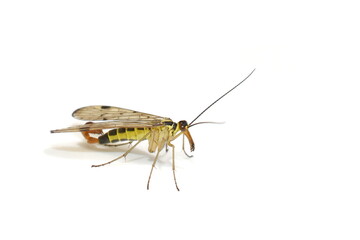 Common scorpion fly Panorpa communis on white background