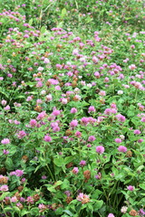 Red clover wildflower Trifoilum pratense growing in a field