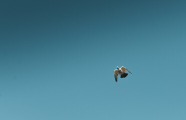 White pigeon on flight. Blue sky background.
