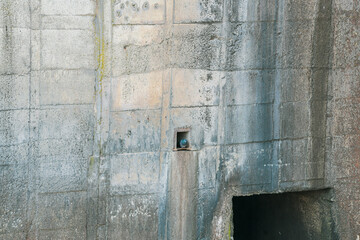 A pigeon builds its nest on a small place from a dam wall