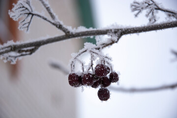 Rowan in winter. Rowan twig with berries in hoarfrost. Morse texture on wood. Winter day in the garden. Trees in the snow.