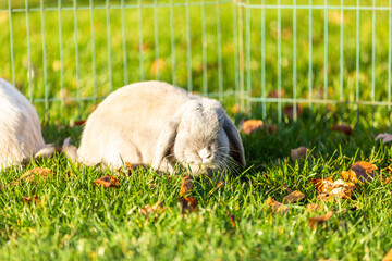 Naklejka na ściany i meble Young rabbits on the grass in nature