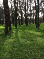 Obraz premium footpath in the park