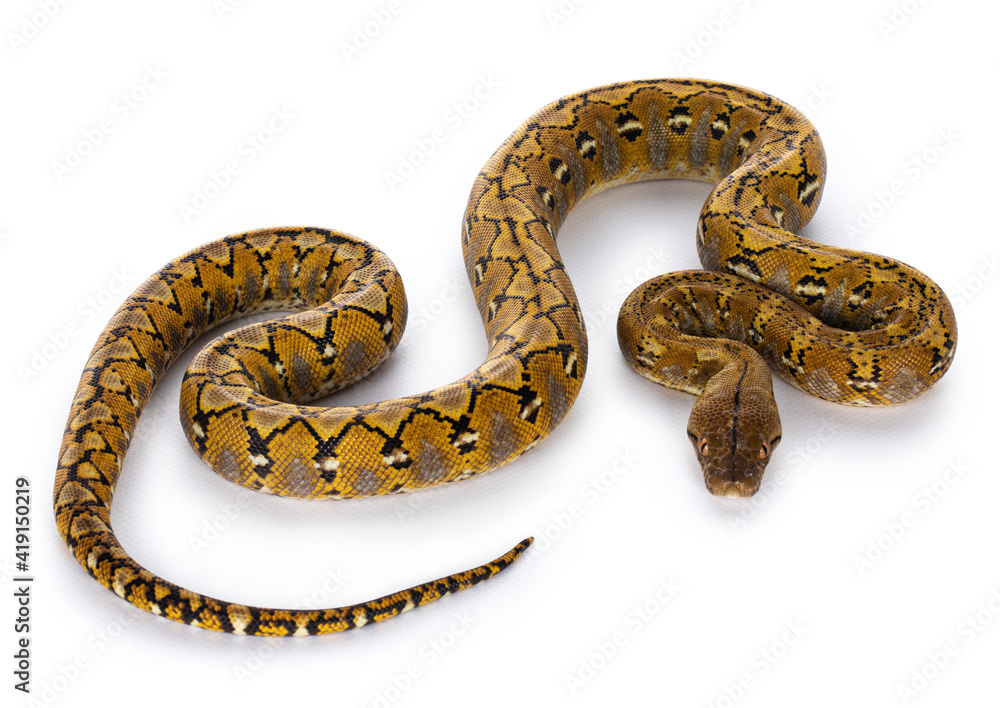 Poster beautiful reticulated python aka malayopython reticulatus snake in color platinum. isolated on white
