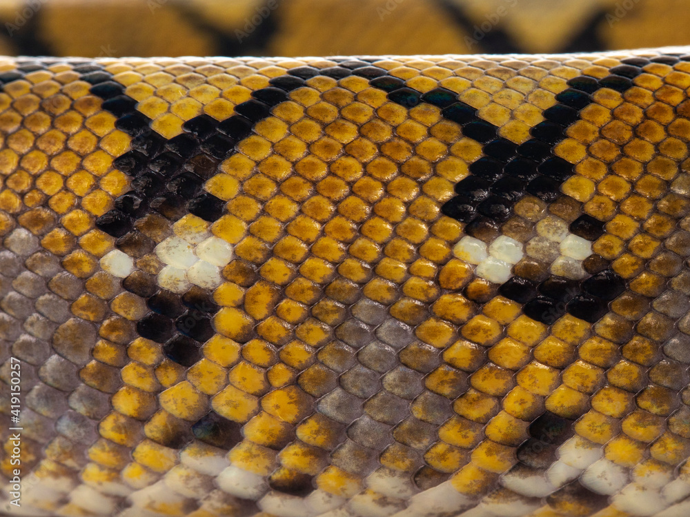 Poster full frame macro shot of skin from beautiful reticulated python aka malayopython reticulatus snake.