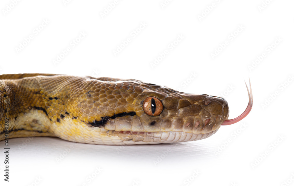 Poster head shit of beautiful reticulated python aka malayopython reticulatus snake in color platinum. isol