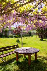 Beautiful gazebo covered with flowers with wooden furniture , shady place to relax in summer garden