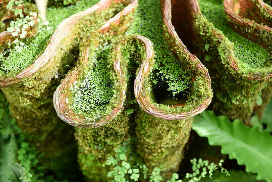 green tree python