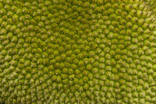 Textura de la fruta Jaca