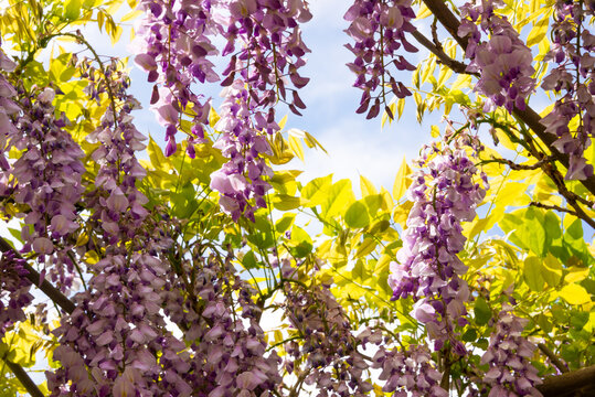 Wisteria or glicinia flowers, springtime beautiful bloom
