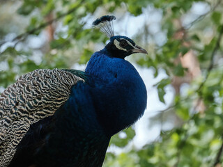 Obraz premium Majestic peacock observing surroundings at a zoo