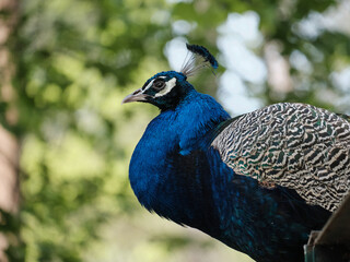Obraz premium Majestic peacock observing surroundings at a zoo