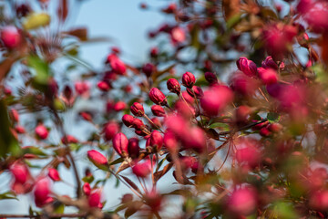 Beautiful spring sakura branches with flowers on a cloudy day macro photography