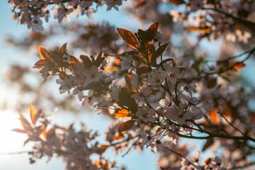 Beautiful spring sakura branches with flowers on a cloudy day macro photography