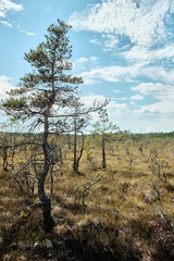 A lone tree in swampy area