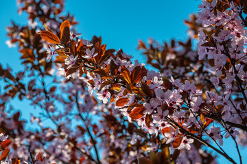 Beautiful spring sakura branches with flowers on a cloudy day macro photography