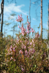 swamp flower on a sunny summer day