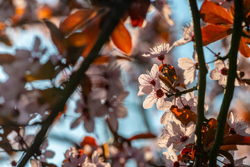 Beautiful spring sakura branches with flowers on a cloudy day macro photography