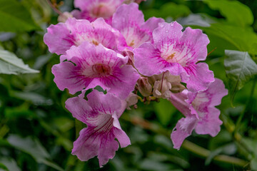 Flores, lilás, natureza