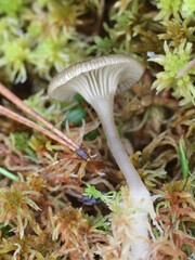 Arrhenia sphagnicola, known as Sphagnum Navel, wild mushroom from Finland
