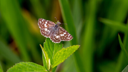 Plantas, flores, natureza