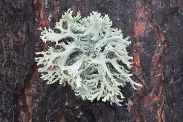 Pseudevernia furfuracea, commonly known as tree moss, widely used in perfume industry as a fixative