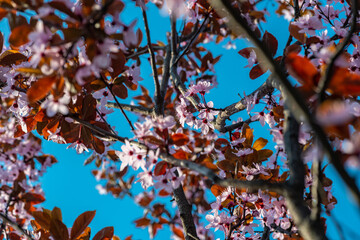 Beautiful spring sakura branches with flowers on a cloudy day macro photography