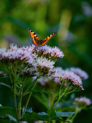 butterfly sitting on flower head