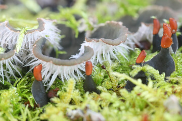 Peltigera canina, commonly known as dog lichen