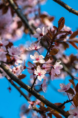 Beautiful spring sakura branches with flowers on a cloudy day macro photography