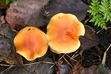 Gymnopilus penetrans, known as Common Rustgill, wild mushroom from Finland