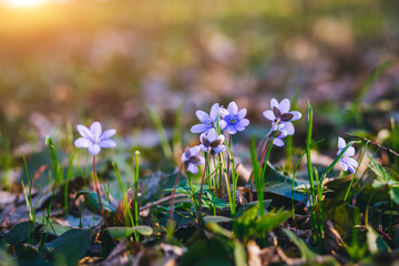 Ground level view of lovely flowers in woods.