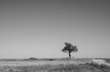 Un paisaje en blanco y negro con un árbol