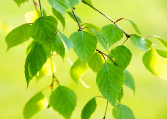 Bright green leaves of birch tree, sunny spring landscape, natural background