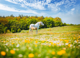 Fantastic view of floral pasture with Arabian horse in the sunlight.