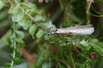 Nemoura cinerea, a stonefly from Finland with no common English name