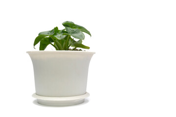 Obraz premium Alocasia cucullata plant growing in pot isolated on white background included clipping path.