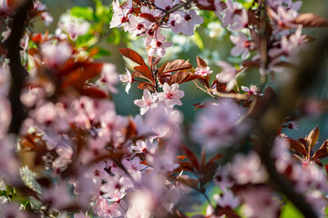 Beautiful spring sakura branches with flowers on a cloudy day macro photography